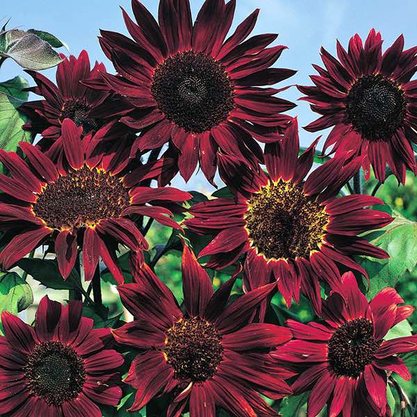 ❤️‍🔥Red Wave Hybrid Sunflower🌻Seeds❤️‍🔥