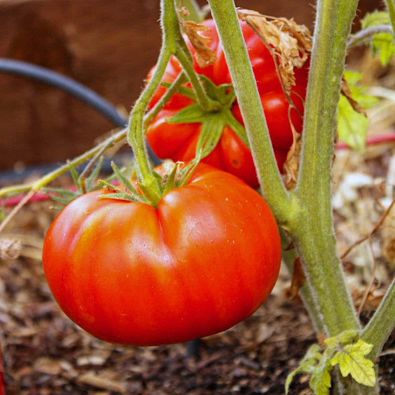 🔥Organic Giant Monster Tomato