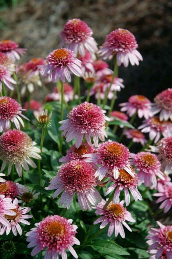 ❣️Organic Echinacea Purpurea-🟡Purple Coneflower Seeds
