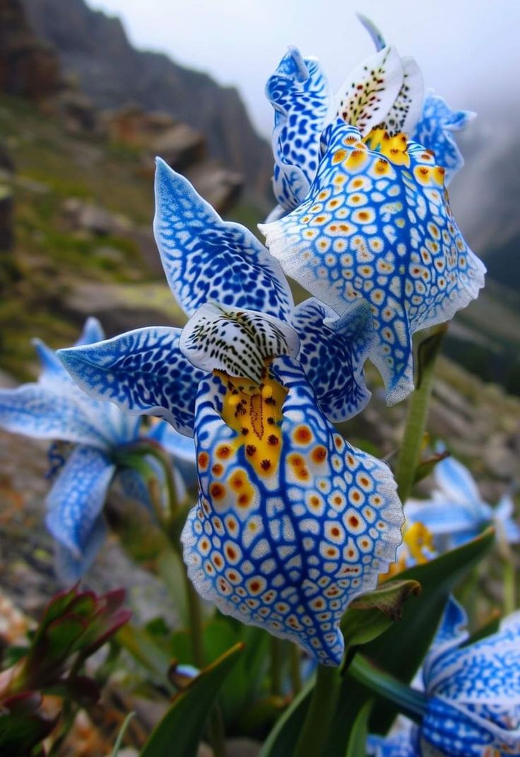 🌺 Peacock Iris (Iris germanica 'Peacock') 🌺