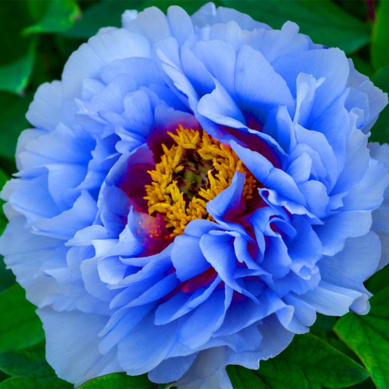 Peonies Double Collection