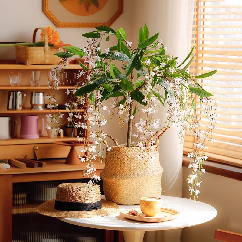 Jasmine Potted Seeds