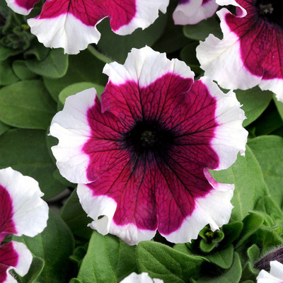 🌺Flower -Petunia Hybrida Seeds