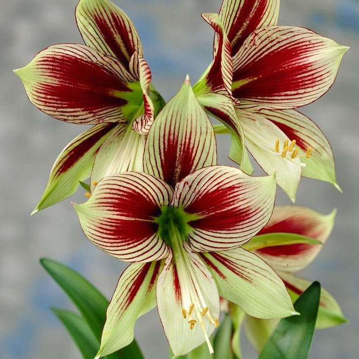 Bulbs