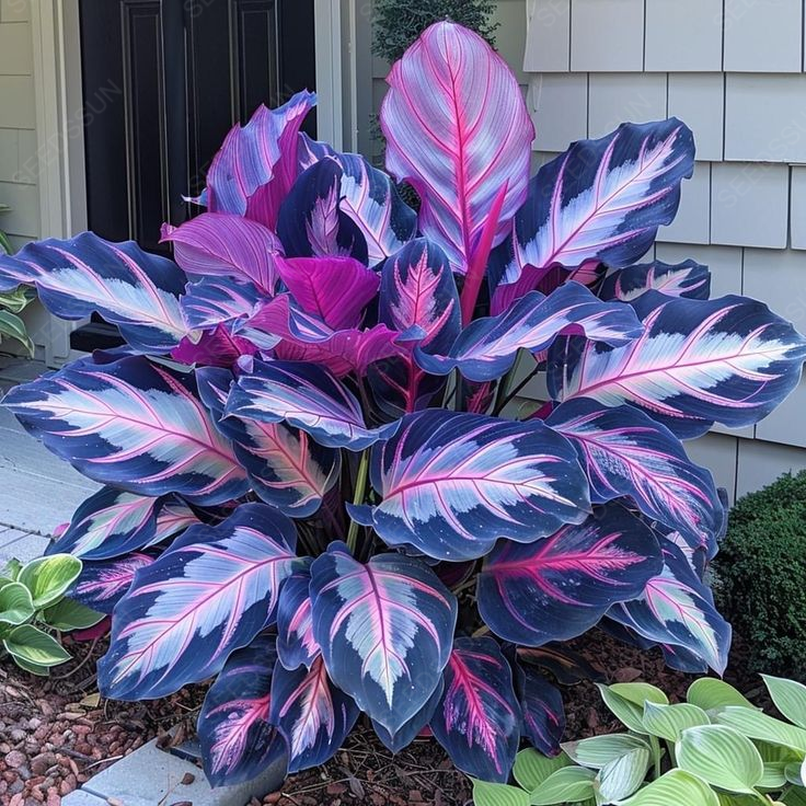 Stunning Caladium Seeds