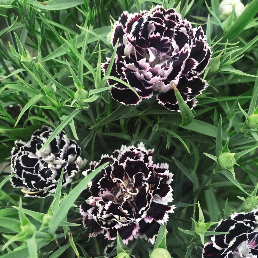 Carnation / Dianthus, Black & White, Velvet 'N Lace Flower Seeds, Perennial