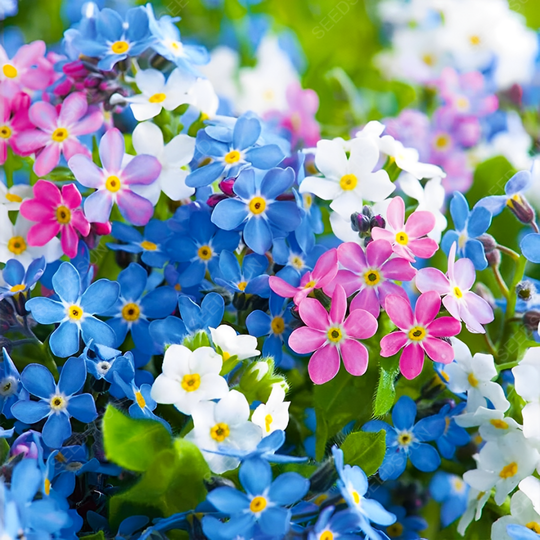 Forget me not seeds easy to plant