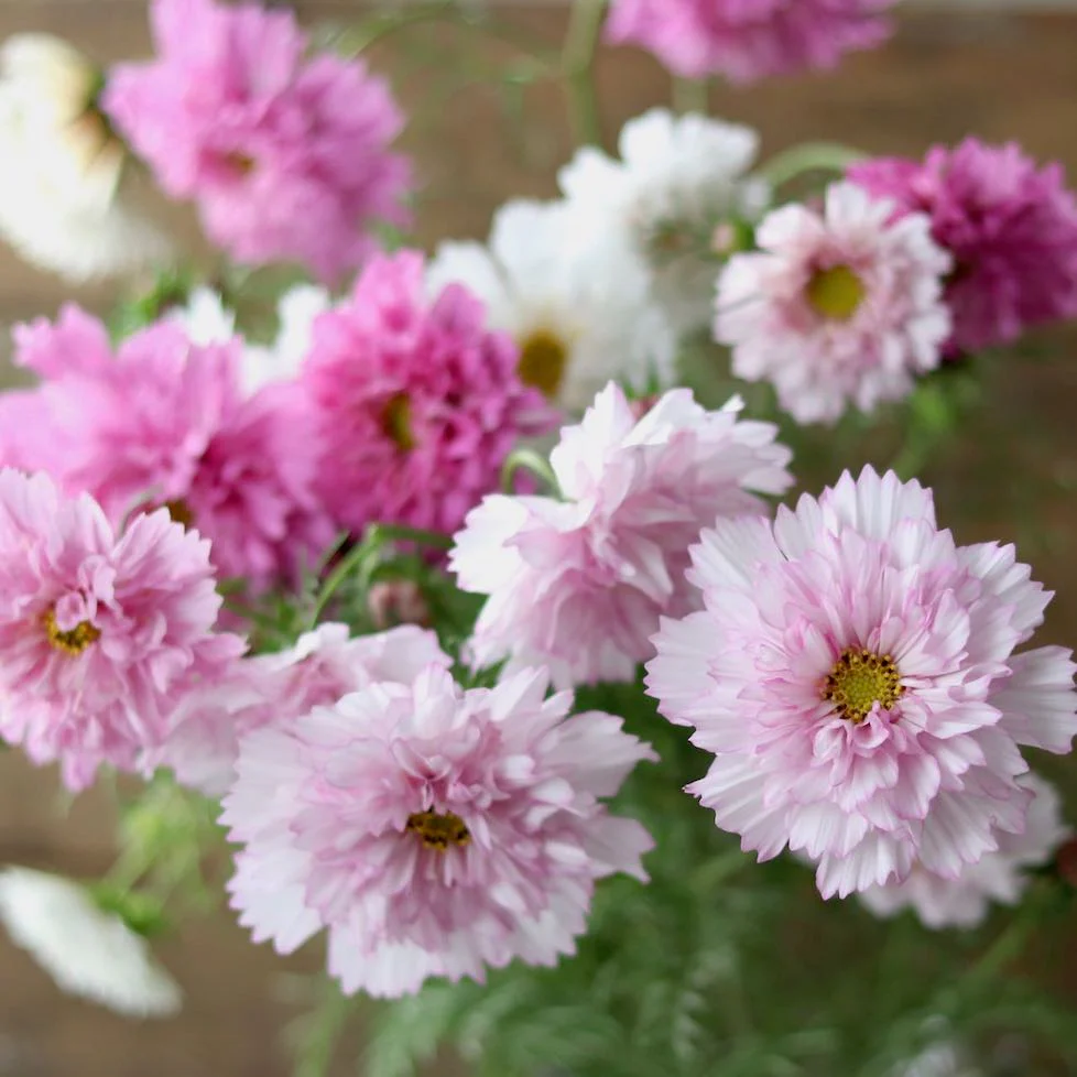 🔥Double Mixed Color Cosmos Flower Seeds
