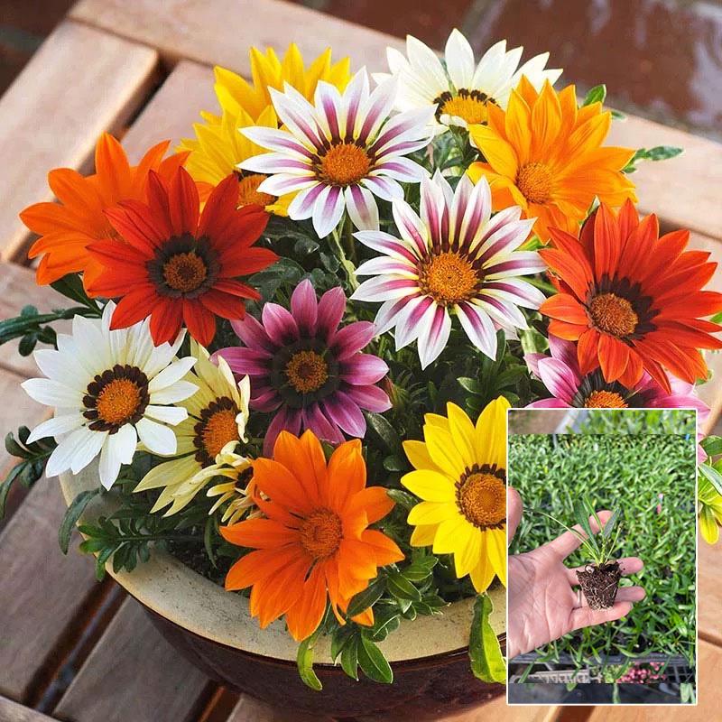 Medal Chrysanthemum Seeds