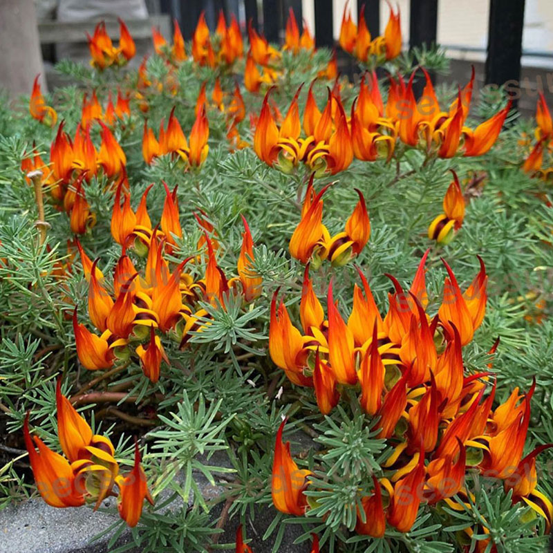 🦜Parrot's Beak Lotus Japonicus Seeds🌿