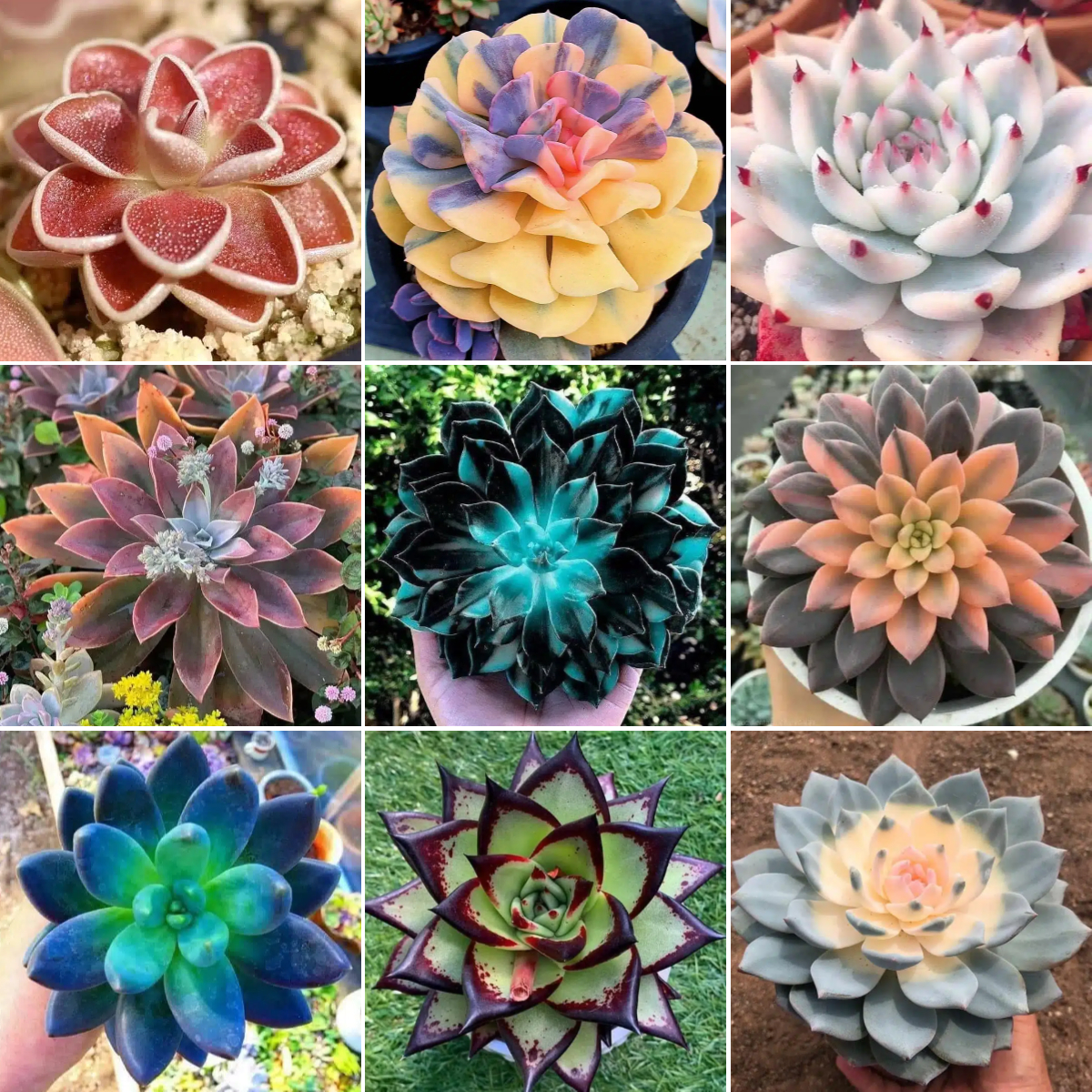 Rare Succulent Seeds