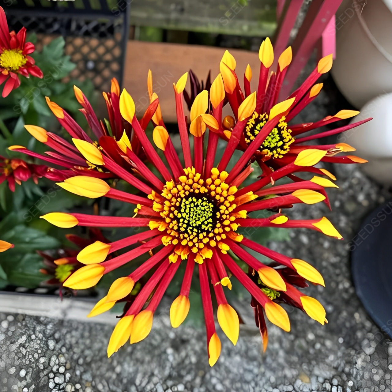 Colorful Fireworks Chrysanthemum Seeds
