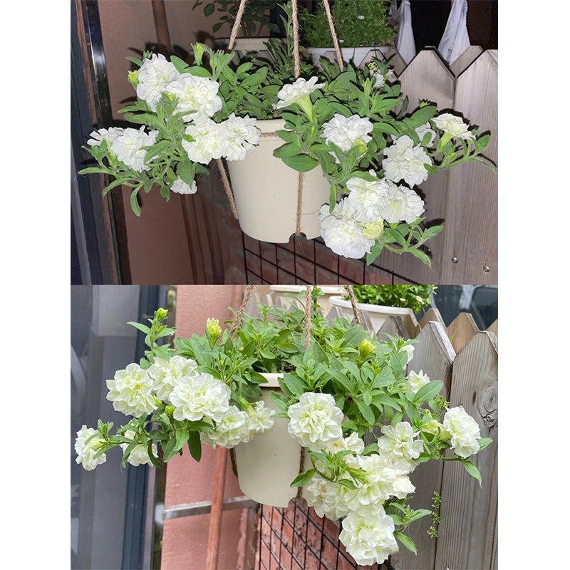 Summer Double Petunia Elizabeth