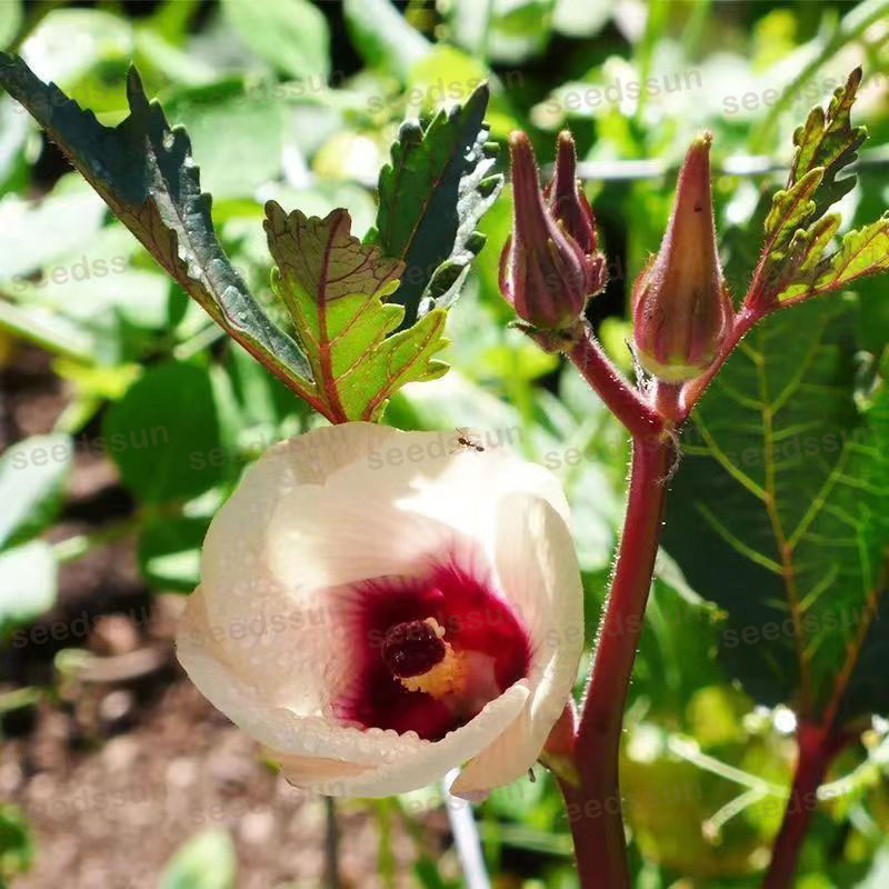 Lady Finger/ Okra Seed