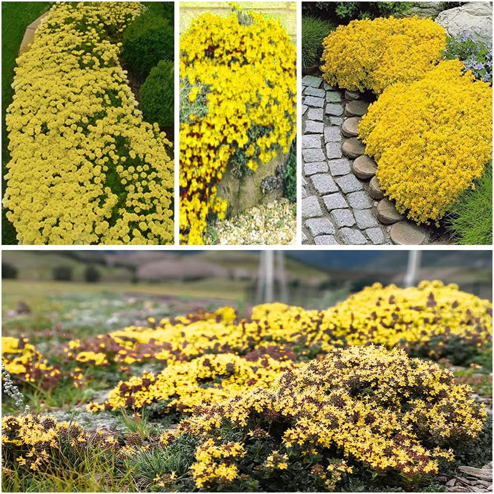 Creeping Thyme Seeds