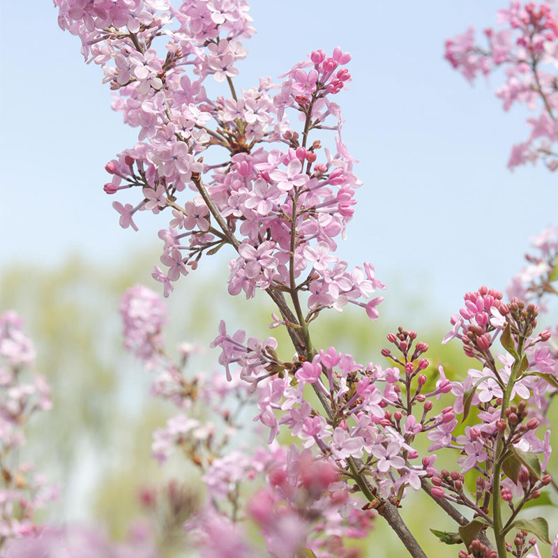 Natural Fragrance-Lilac Seeds