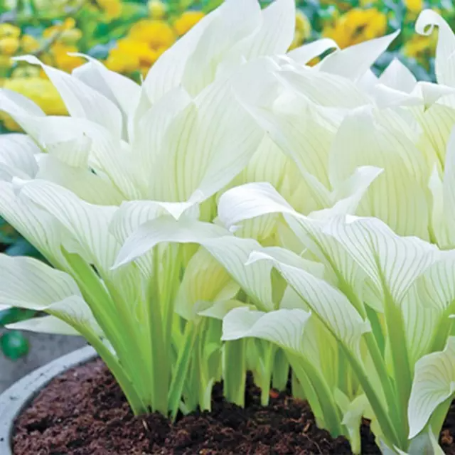 Mixed Hosta Plant Seeds