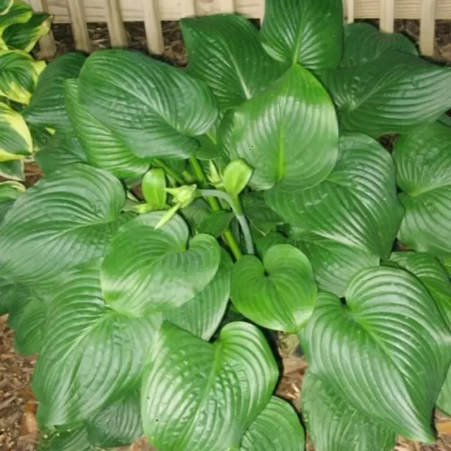 Mixed Hosta Plant Seeds