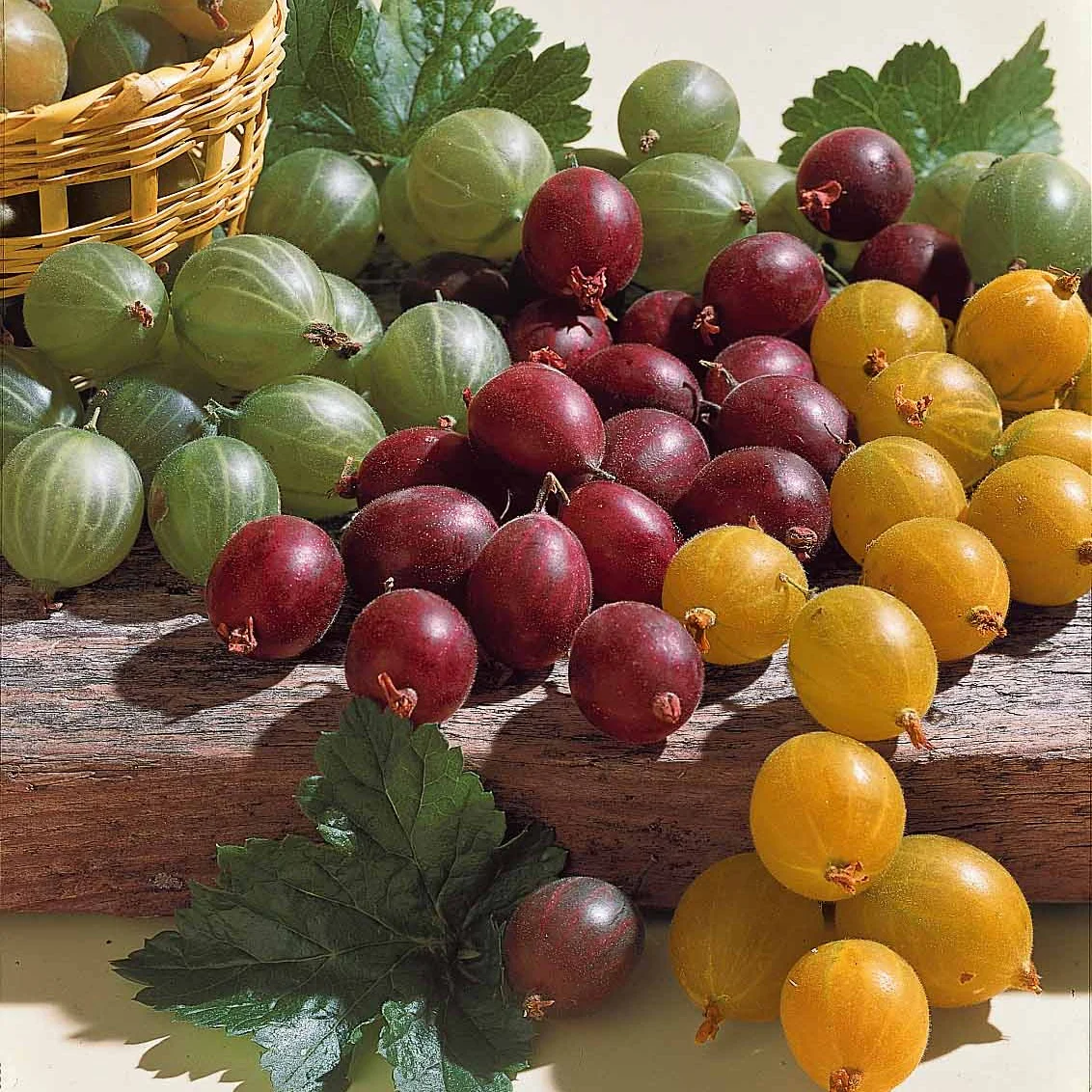 Currant Seeds
