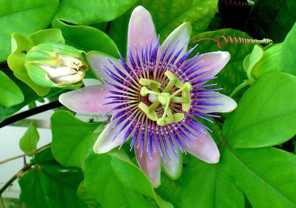 Blue Crown Passion Flower (Passiflora Caerulea) Seeds