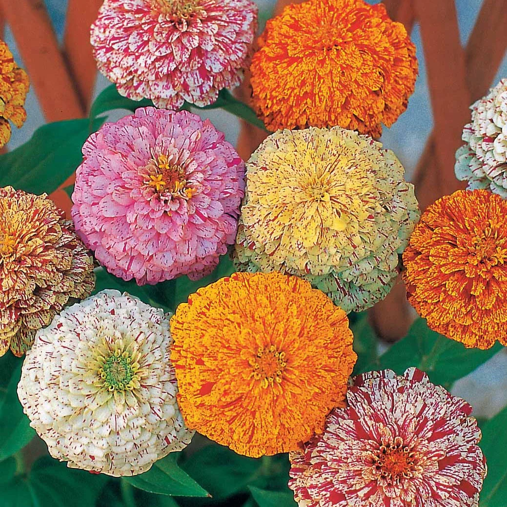 Mixed Zinnia Peppermint Stick Seeds