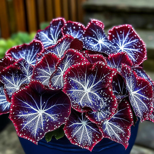 Nocturne Begonia