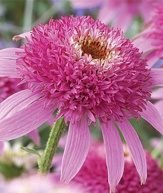 ❣️Organic Echinacea Purpurea-🟡Purple Coneflower Seeds