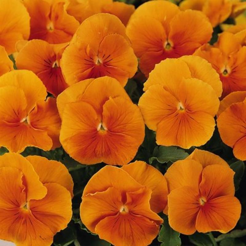 🧡Inspire® DeluXXe Orange Pansy Seeds