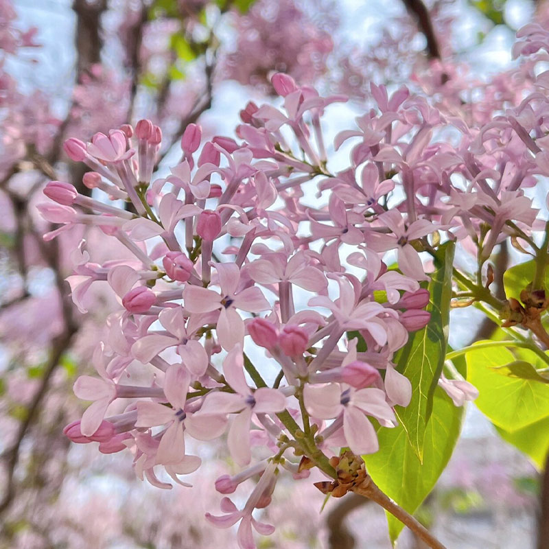 Natural Fragrance-Lilac Seeds