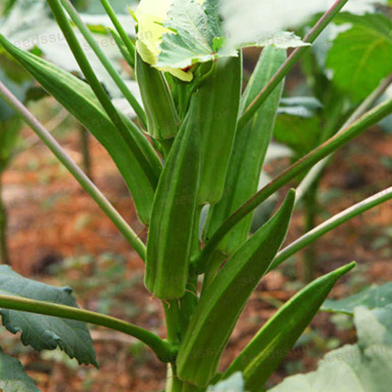 Lady Finger/ Okra Seed