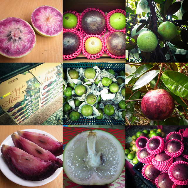 Milk Fruit Seeds-Star Apple-Chrysophyllum Cainito