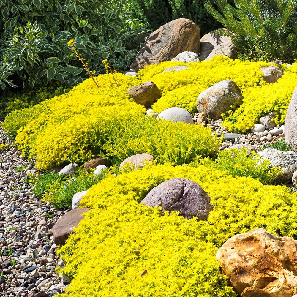 Creeping Thyme Seeds