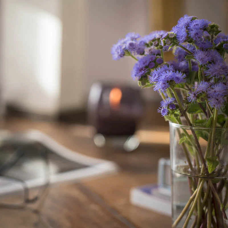 Ageratum Blue Horizon F1 Seed
