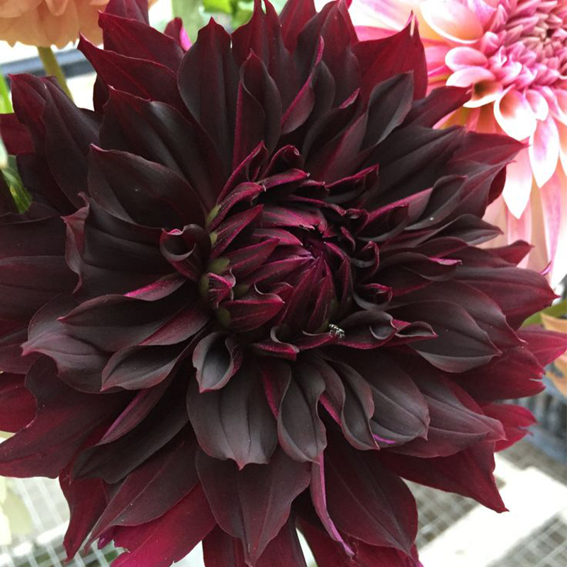 Red Dahlia Garden Rare Flower Multi-colors