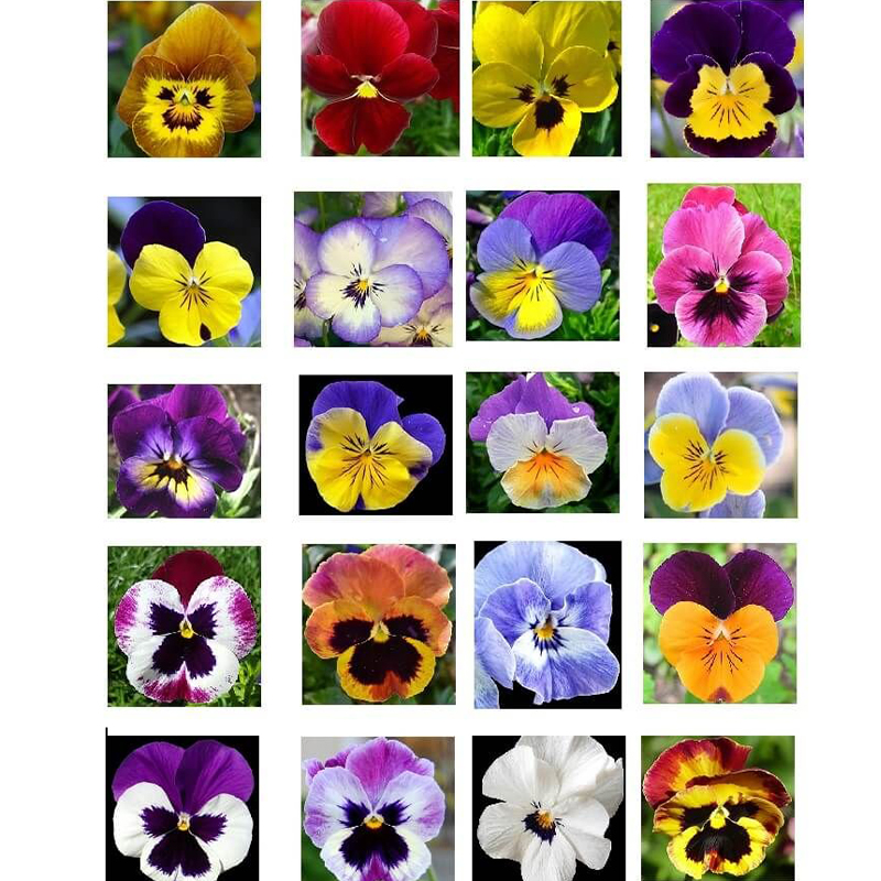 BUTTERFLY FLOWER - ANGEL WINGS MIX