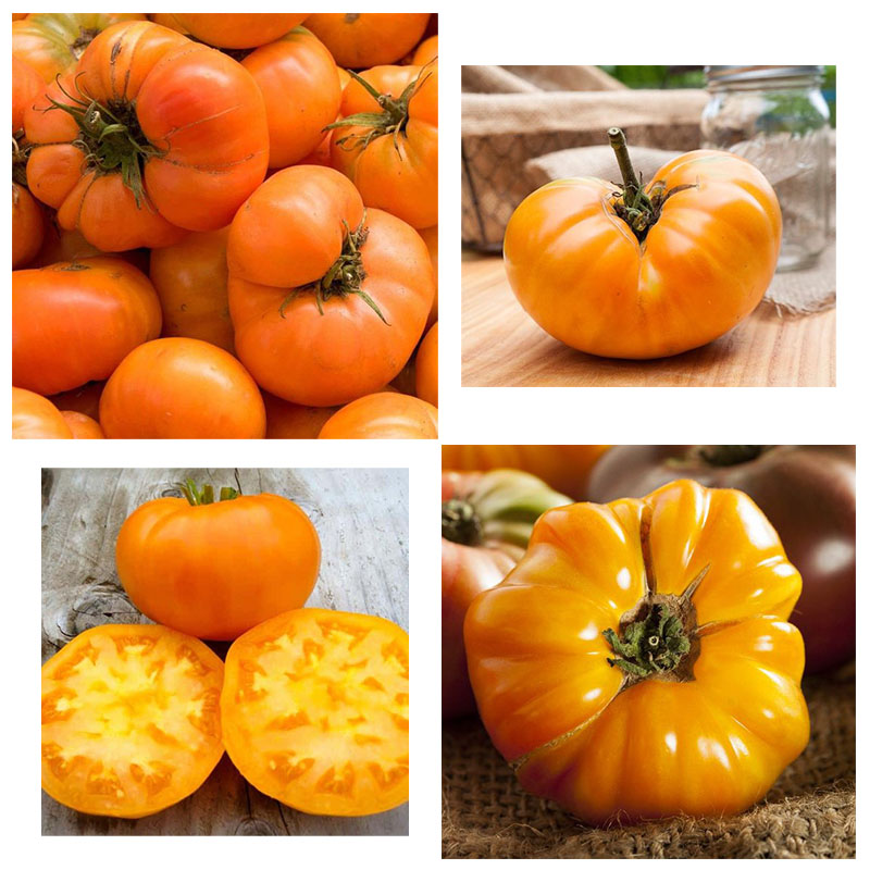 Amana Orange Heirloom Tomato Seeds - Large Tomato - One of The Most Delicious Tomatoes for Home Growing