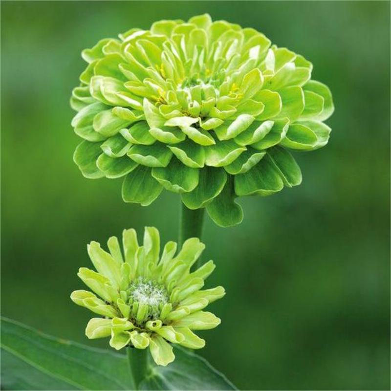 🌸Rare Zinnia Seeds-Flower Seeds