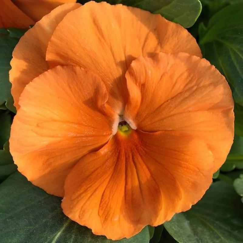 🧡Inspire® DeluXXe Orange Pansy Seeds