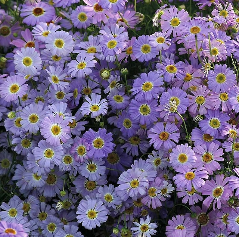 Splendour Blue Swan River Daisy