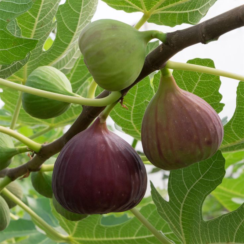 Fig Tree Seeds (Ficus carica)🍀Sweet Fruit Shrub