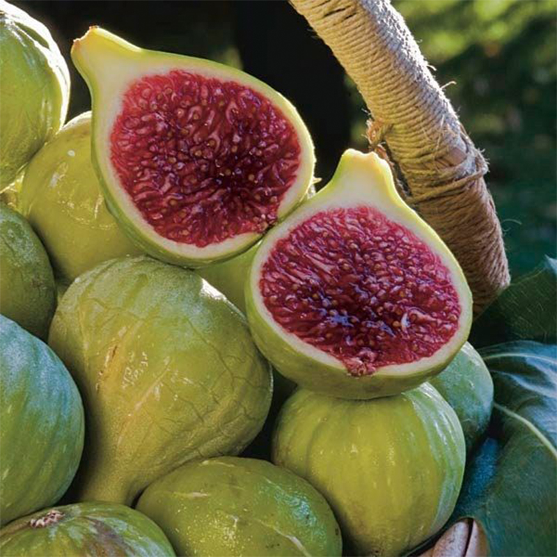 Fig Tree Seeds (Ficus carica)🍀Sweet Fruit Shrub
