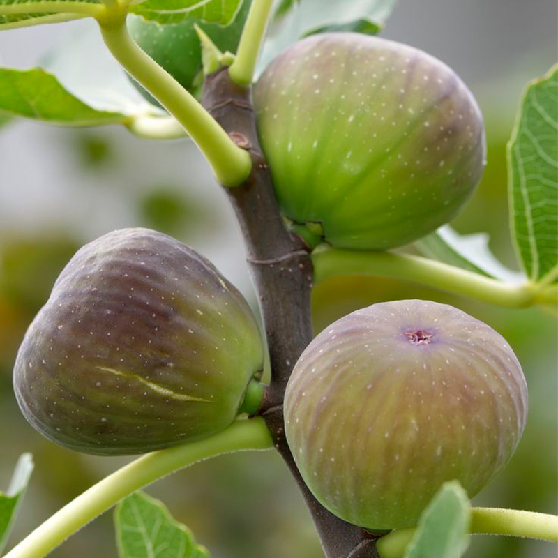 Fig Tree Seeds (Ficus carica)🍀Sweet Fruit Shrub