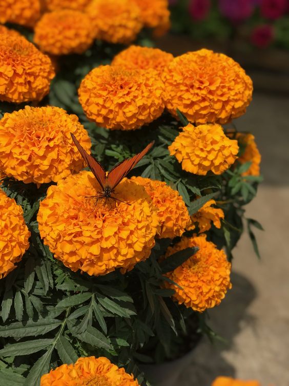 Marigold Seeds-Easily Mixed Colors for All Seasons