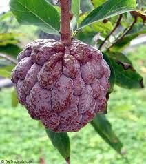 Red Sugar Apple Seeds