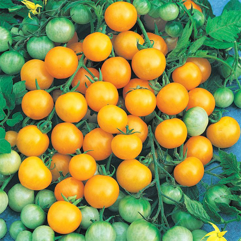 💥Best Seller -Yellow 💛 Cherry Toamto 🍅 Seeds-Non-GMO