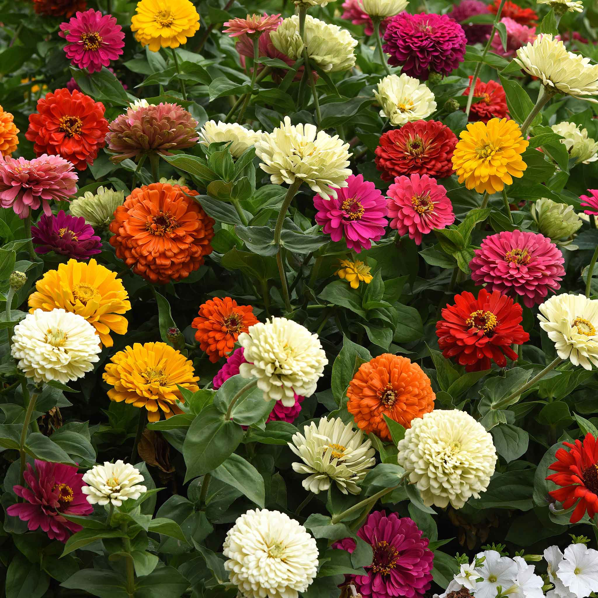 🌸Zinnia Flower Seeds Color Mixed