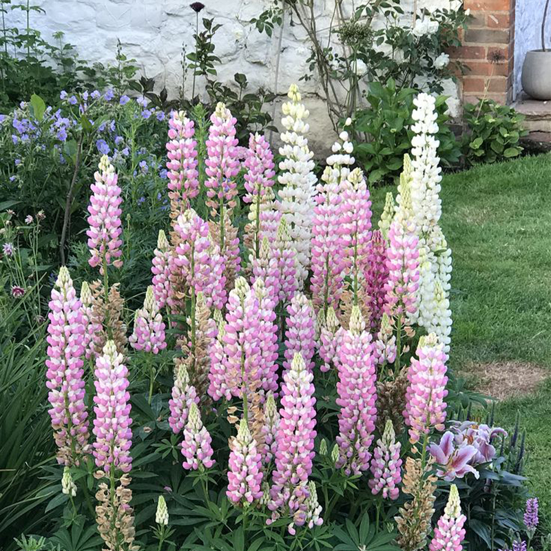 Outsidepride Perennial Russells Lupine Wild Flower Mix & Butterflies & Hummingbirds - 500 Seeds