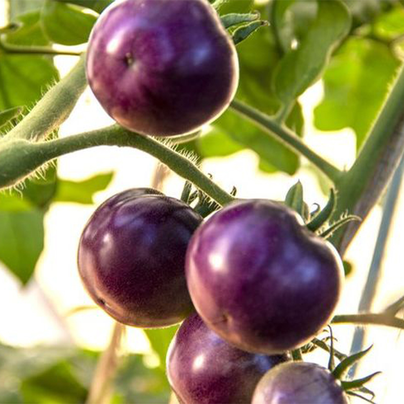 Organic Purple Tomato Seeds, Heirloom, Non-GMO, Solanum Tomatoes
