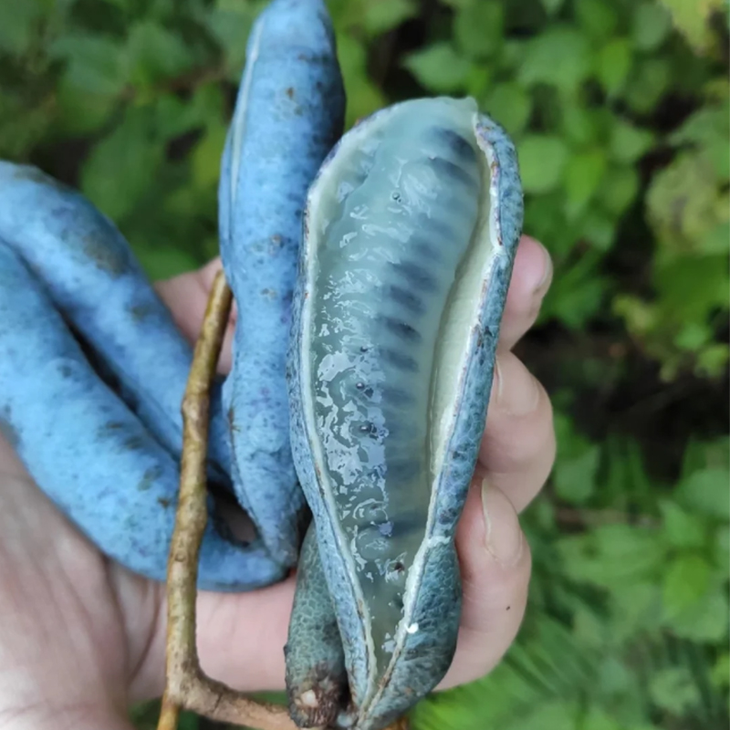 🐱Decaisnea Insignis - 💙Blue Bean Tree-Seeds