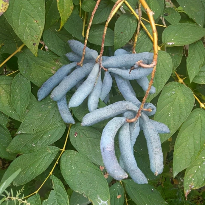 🐱Decaisnea Insignis - 💙Blue Bean Tree-Seeds